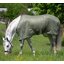 Horse-friends Fliegendecke feinmaschig
