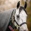 HORSEWARE Halsteil AMIGO Hero Ripstop