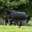 HORSEWARE Weidedecke RAMBO Original Medium