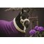 KENTUCKY Show Rug