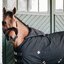 KENTUCKY Brustschutz Horse BIB