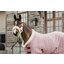 KENTUCKY Show Rug Velvet