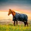 HORSEWARE Weidedecke AMIGO Ripstop 900 Denier, ohne Füllung