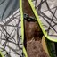 HORSEWARE AMIGO Weide- und Fliegendecke 3-in-1 Camofly