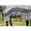 HORSEWARE AMIGO Weide- und Fliegendecke 3-in-1 Camofly