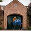 HORSEWARE Signature Transportdecke