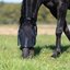 Horse-friends Fliegenstirnband