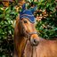 HORSEWARE Signature Fliegenohren