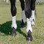 PROTECT by Horse-friends Dressurgamaschen Amadora V, vorne
