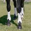 PROTECT by Horse-friends Dressurgamaschen Amadora H, hinten