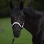 PROTECT by Horse-friends Halfter