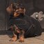 ESKADRON Heritage Hundemantel Teddy