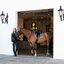 ESKADRON Platinum Gamaschen Pro Dressage Front, für die Vorderbeine