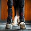 HORSEWARE Gamasche LED Red Light Therapy Leg Wraps, für die Vorderbeine
