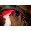 HORSEWARE Genickhaube LED Red Light Therapy