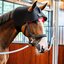 HORSEWARE Genickhaube LED Red Light Therapy
