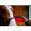 HORSEWARE Pad LED Red Light Therapy