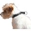 Hundehalsband Lucky