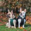 bucas Hundemantel Dog Rug Freedom 50 g