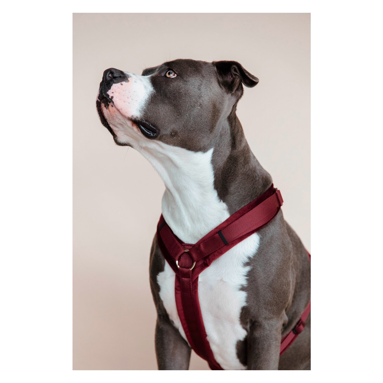 KENTUCKY DOGWEAR Hundegeschirr Activ Velvet – Ansicht 2