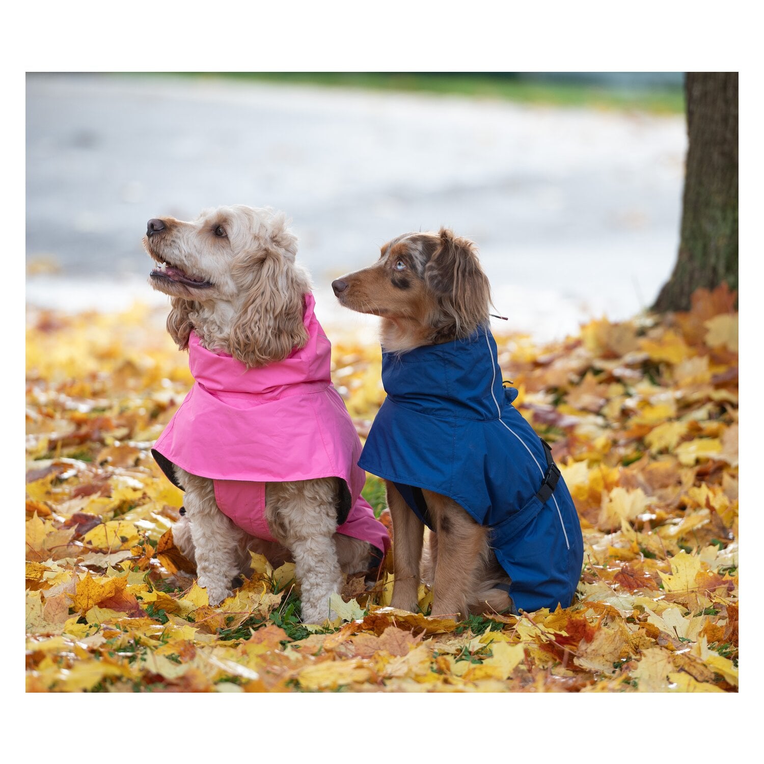 pawberry Hundemantel Rainstormer &ndash; Ansicht 9