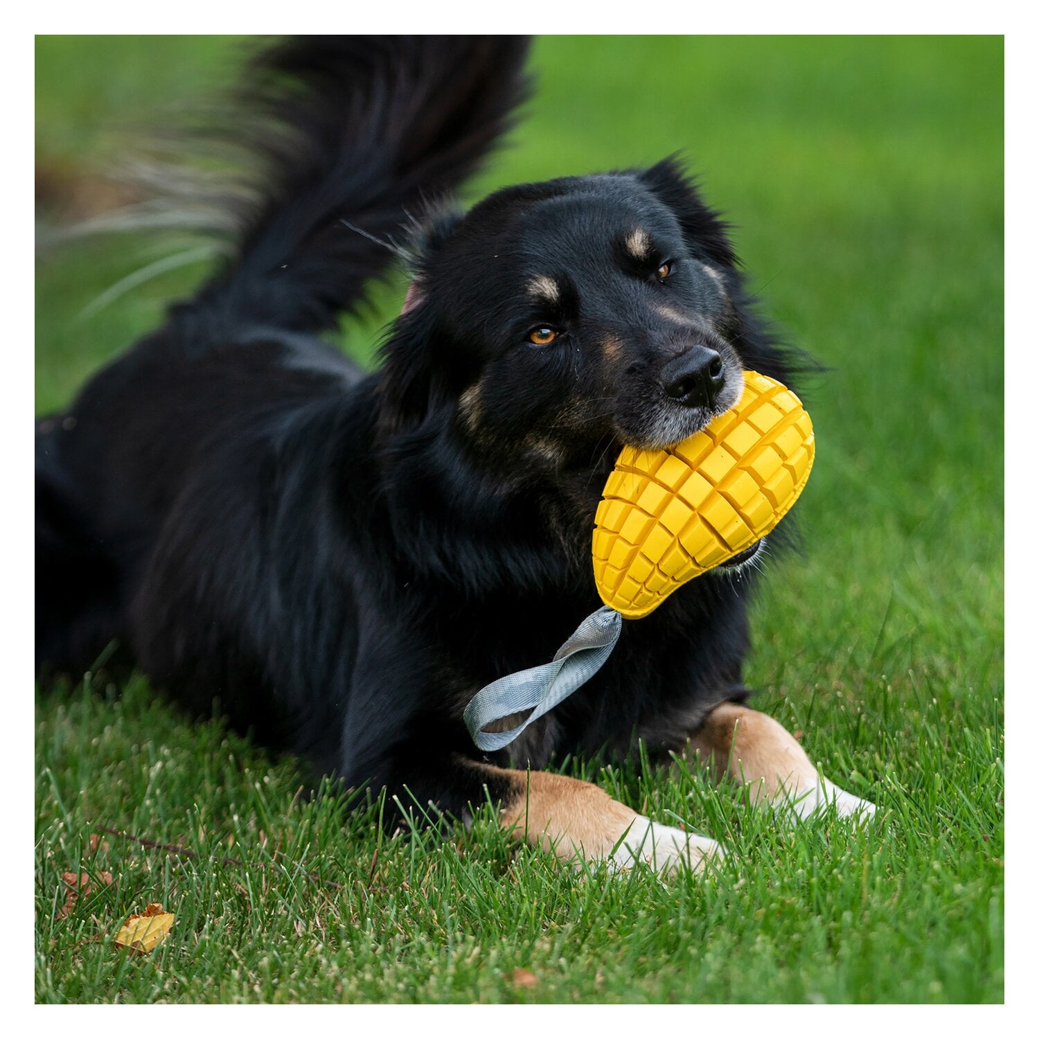 SPRENGER Hundespielzeug Mango &ndash; Ansicht 9