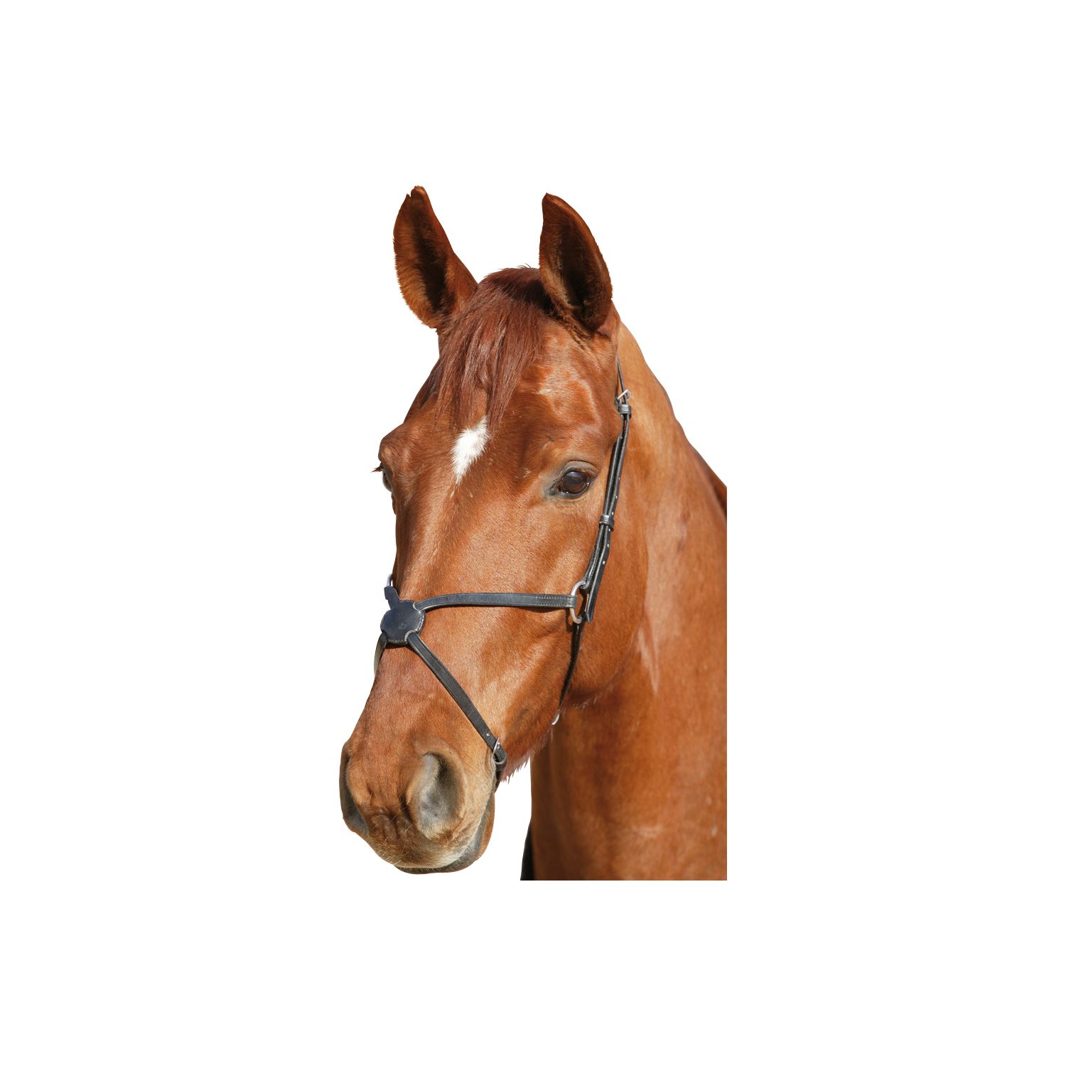 Mexikanisches Reithalfter – Ansicht 1