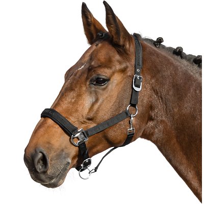 Cheval de Luxe Halfter