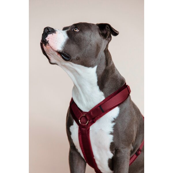 KENTUCKY DOGWEAR hondentuig Activ Velvet bordeaux | M