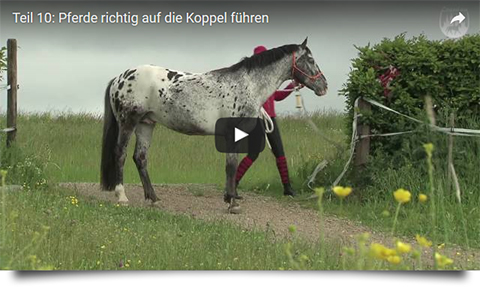 Loesdau Lessons - Bodenarbeit mit Sabine Ellinger - Teil 10: Pferde richtig auf die Koppel führen