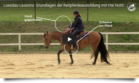 Loesdau Lessons - Pferdeausbildung mit Ute Holm - Teil 2b: Schulung des Taktes bei einem schnellen Pferd