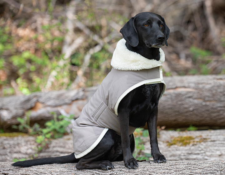 Voor jouw hond